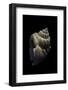 Nassarius Arcularius-Paul Starosta-Framed Photographic Print