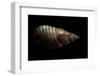 Nassarius Glans-Paul Starosta-Framed Photographic Print