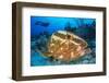 Nassau Grouper (Epinephelus Striatus) Watched by a Diver on a Coral Reef-Alex Mustard-Framed Photographic Print