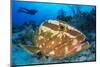 Nassau Grouper (Epinephelus Striatus) Watched by a Diver on a Coral Reef-Alex Mustard-Mounted Photographic Print