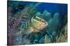 Nassau Grouper (Epinephelus Striatus)-Stephen Frink-Stretched Canvas