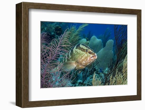 Nassau Grouper (Epinephelus Striatus)-Stephen Frink-Framed Photographic Print