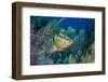 Nassau Grouper (Epinephelus Striatus)-Stephen Frink-Framed Photographic Print