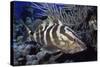 Nassau Grouper-Hal Beral-Stretched Canvas