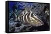 Nassau Grouper-Hal Beral-Framed Stretched Canvas