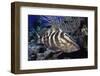 Nassau Grouper-Hal Beral-Framed Premium Photographic Print