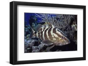 Nassau Grouper-Hal Beral-Framed Premium Photographic Print