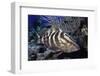 Nassau Grouper-Hal Beral-Framed Premium Photographic Print