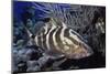 Nassau Grouper-Hal Beral-Mounted Premium Photographic Print