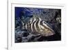 Nassau Grouper-Hal Beral-Framed Photographic Print