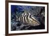 Nassau Grouper-Hal Beral-Framed Photographic Print