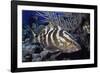 Nassau Grouper-Hal Beral-Framed Photographic Print