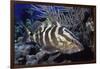 Nassau Grouper-Hal Beral-Framed Photographic Print