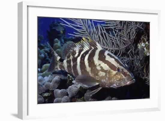 Nassau Grouper-Hal Beral-Framed Photographic Print