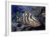 Nassau Grouper-Hal Beral-Framed Photographic Print