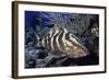 Nassau Grouper-Hal Beral-Framed Photographic Print