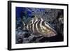 Nassau Grouper-Hal Beral-Framed Photographic Print