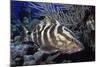 Nassau Grouper-Hal Beral-Mounted Photographic Print