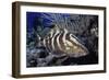 Nassau Grouper-Hal Beral-Framed Photographic Print