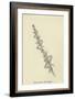 Nasticreechia Krorluppia-Edward Lear-Framed Giclee Print