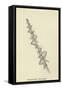 Nasticreechia Krorluppia-Edward Lear-Framed Stretched Canvas