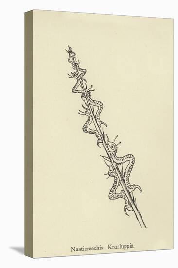 Nasticreechia Krorluppia-Edward Lear-Stretched Canvas