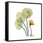 Nasturtium 1-Albert Koetsier-Framed Stretched Canvas