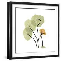 Nasturtium 1-Albert Koetsier-Framed Premium Giclee Print