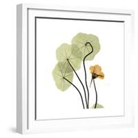 Nasturtium 1-Albert Koetsier-Framed Premium Giclee Print