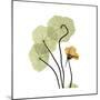 Nasturtium 1-Albert Koetsier-Mounted Premium Giclee Print