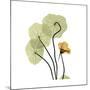 Nasturtium 1-Albert Koetsier-Mounted Premium Giclee Print