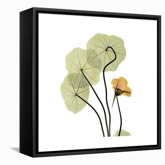 Nasturtium 1-Albert Koetsier-Framed Stretched Canvas