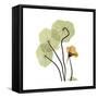 Nasturtium 1-Albert Koetsier-Framed Stretched Canvas