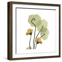 Nasturtium 2-Albert Koetsier-Framed Premium Giclee Print