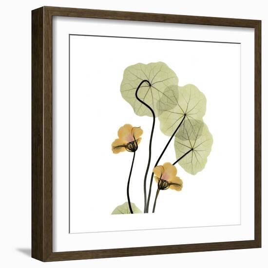 Nasturtium 2-Albert Koetsier-Framed Premium Giclee Print