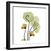 Nasturtium 2-Albert Koetsier-Framed Premium Giclee Print