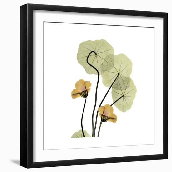 Nasturtium 2-Albert Koetsier-Framed Premium Giclee Print