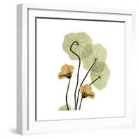 Nasturtium 2-Albert Koetsier-Framed Premium Giclee Print