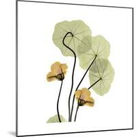 Nasturtium 2-Albert Koetsier-Mounted Premium Giclee Print