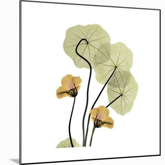 Nasturtium 2-Albert Koetsier-Mounted Premium Giclee Print