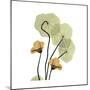 Nasturtium 2-Albert Koetsier-Mounted Premium Giclee Print