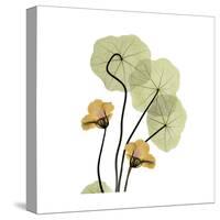 Nasturtium 2-Albert Koetsier-Stretched Canvas