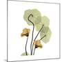 Nasturtium 2-Albert Koetsier-Mounted Premium Giclee Print