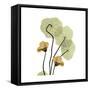 Nasturtium 2-Albert Koetsier-Framed Stretched Canvas