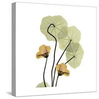 Nasturtium 2-Albert Koetsier-Stretched Canvas