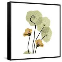 Nasturtium 2-Albert Koetsier-Framed Stretched Canvas