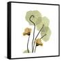 Nasturtium 2-Albert Koetsier-Framed Stretched Canvas