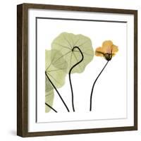 Nasturtium 3-Albert Koetsier-Framed Premium Giclee Print