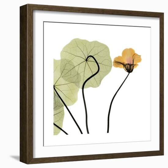 Nasturtium 3-Albert Koetsier-Framed Premium Giclee Print