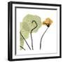 Nasturtium 3-Albert Koetsier-Framed Premium Giclee Print